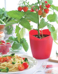 心型蕃茄盆栽 Heartomato Set GD-546