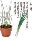 日本進口‧隨機扭蛋小盆栽系列 - 日式香料